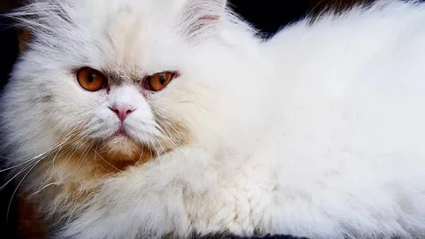 Grumpy White Persian Cat