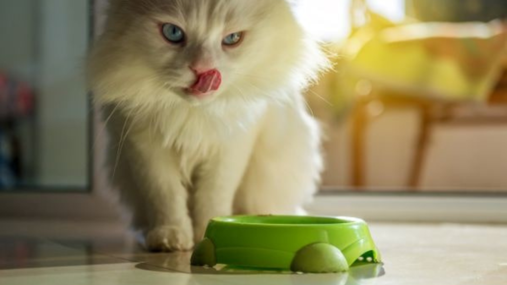 homemade food recipe for persian cat