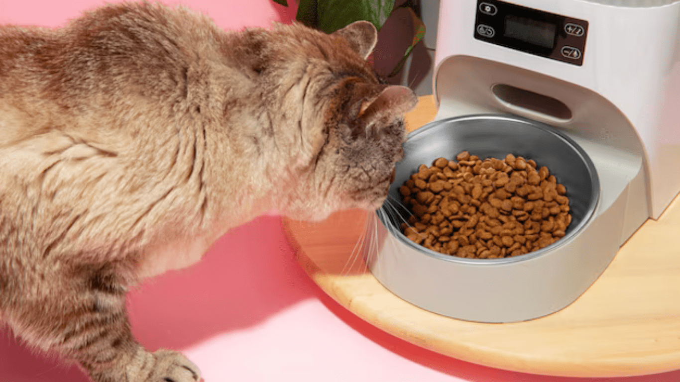 Persian cat feeding