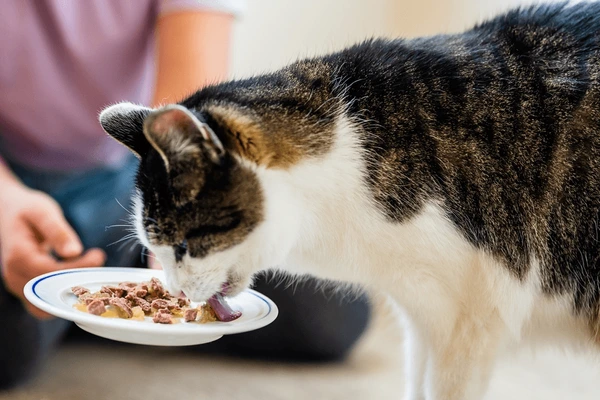 Homemade food for persian cat