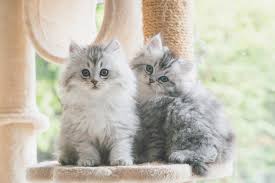 What is the Average Lifespan of a Female Persian Cat?