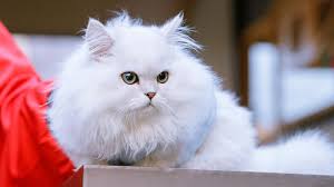 Grumpy White Persian Cat