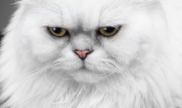 Grumpy  White Persian cat