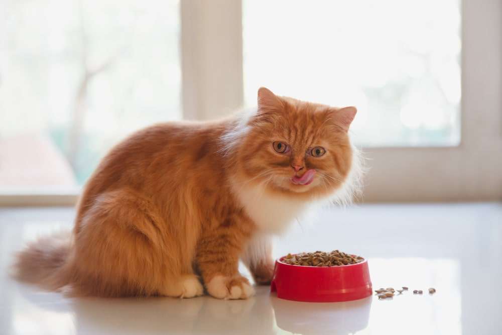 homemade recipe for persian cat