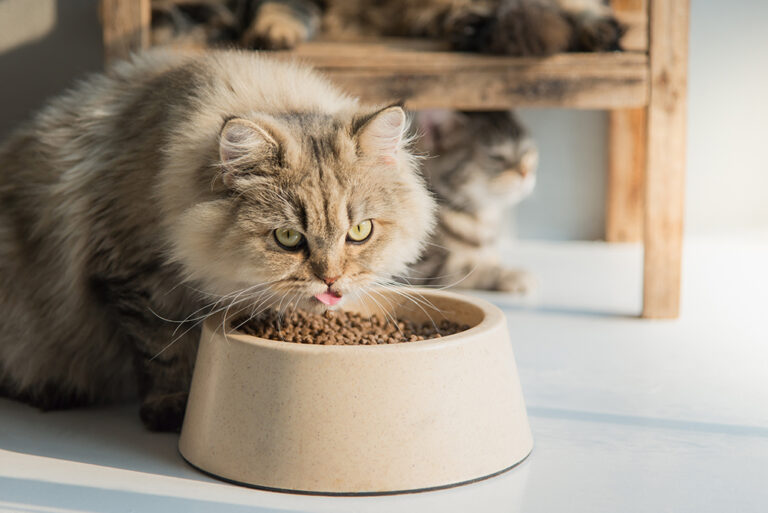 Best food for Persian cat