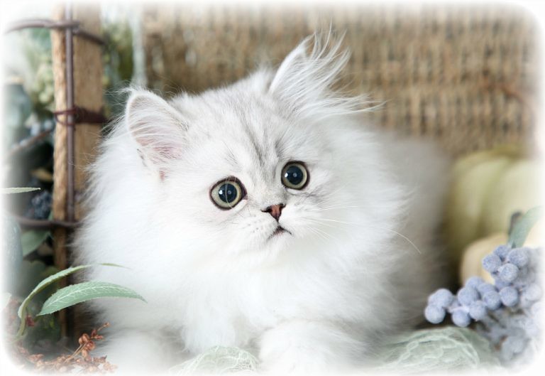 Doll face Persian cat Personality