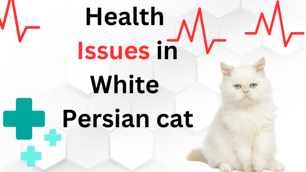 Health issues in White Persian Cat