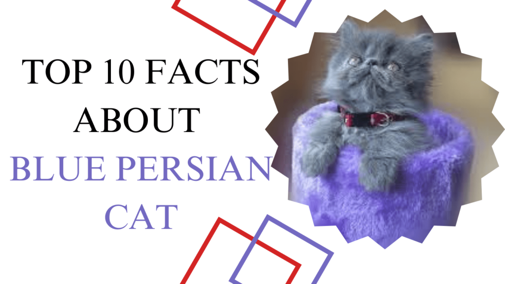 Top 10 facts About Blue Persian cat Blue Persian cat