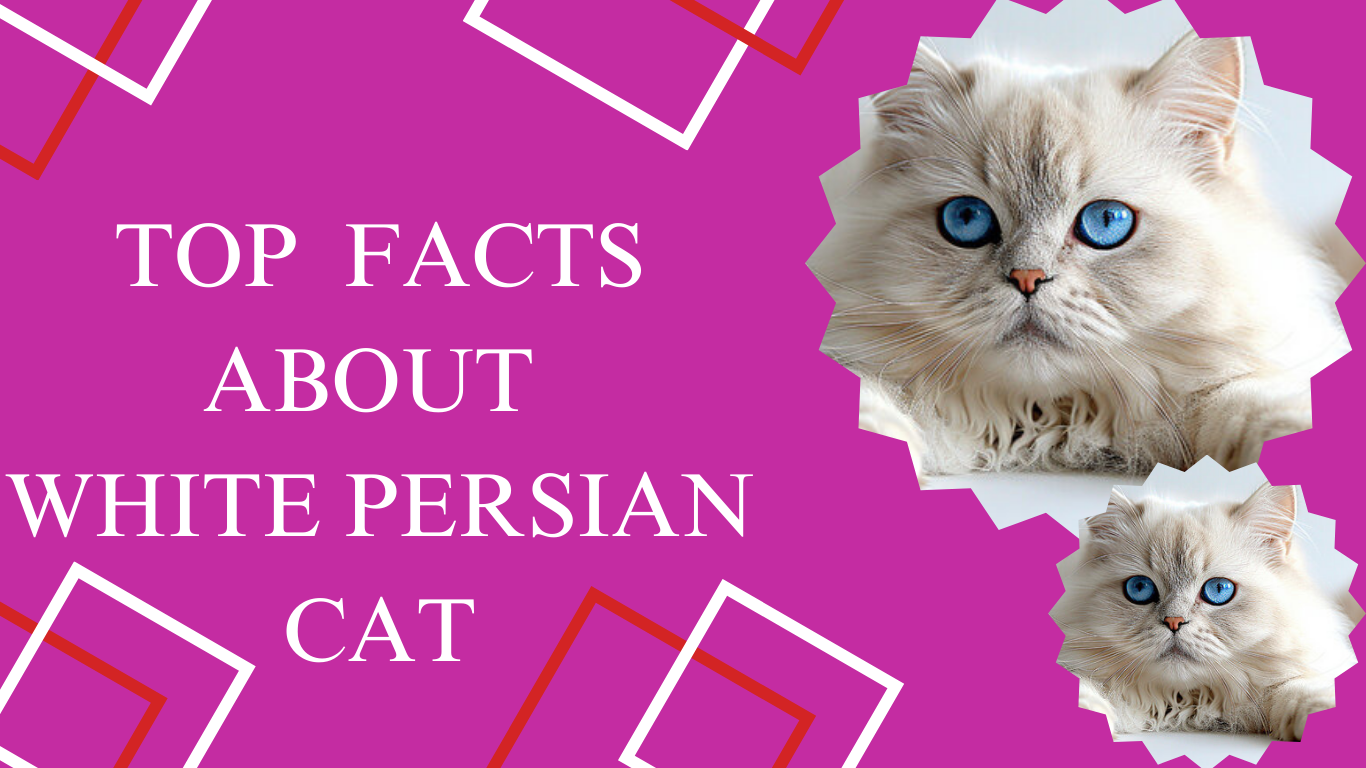 Facts About White Persian cat
