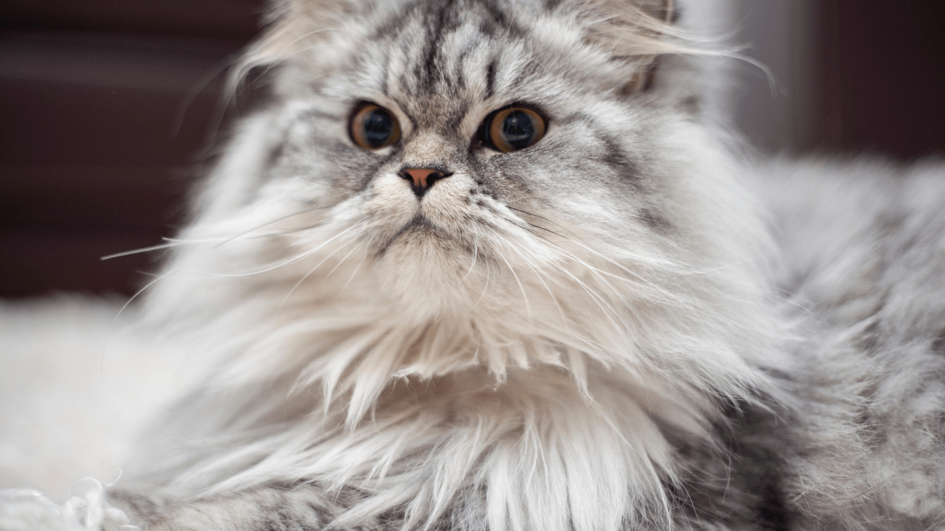 Doll face persian cat Personality