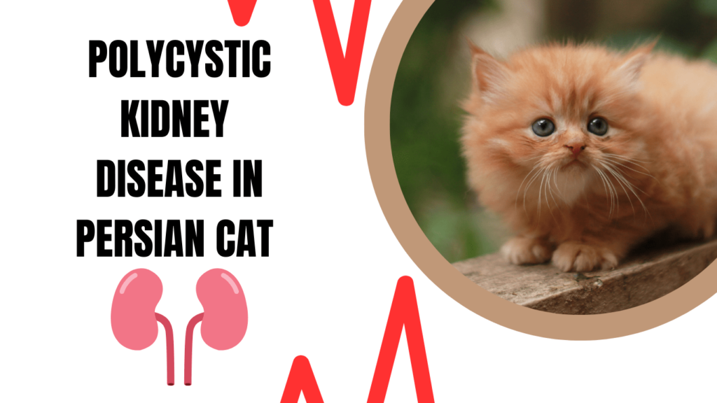 PKD Disease in Persian Cat