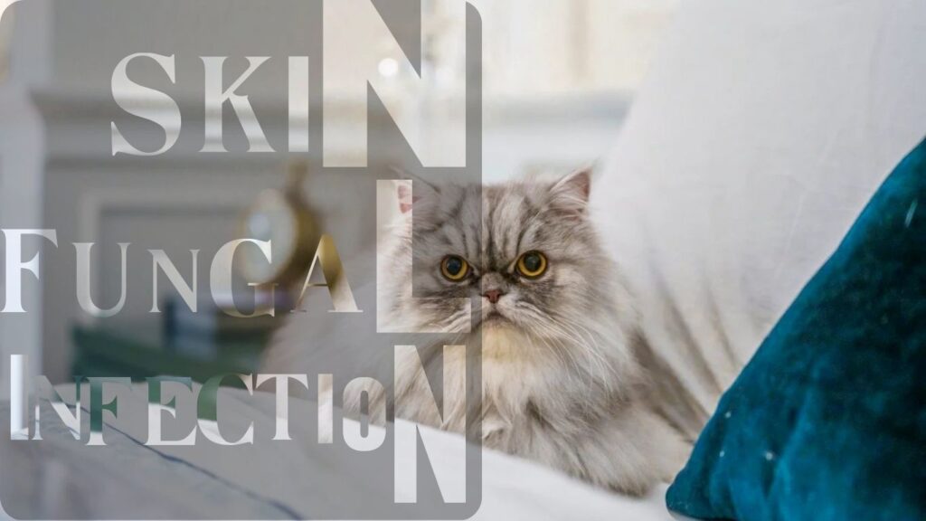 what are skin fungal infection in Persian cat