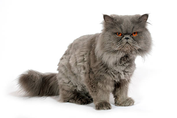 Persian cat Breed