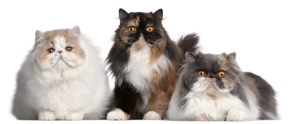 Persian cat Breed