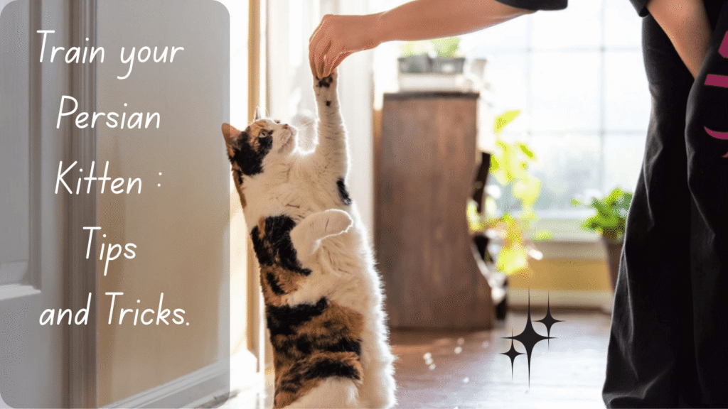 Train your Persian Kitten : Tips and Tricks.