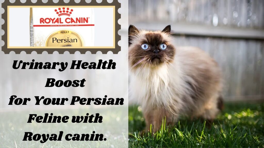 Royal canin food for Persian cat FOR URINARY CARE