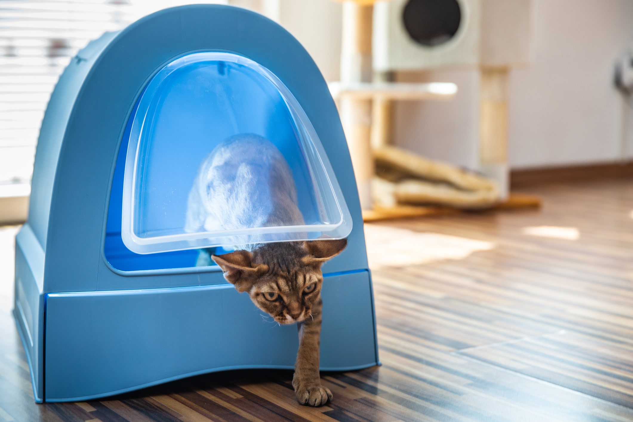Best Automatic litter box for multiple cats.
