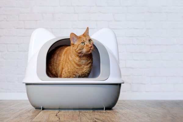 1.Whisker Litter-Robot4