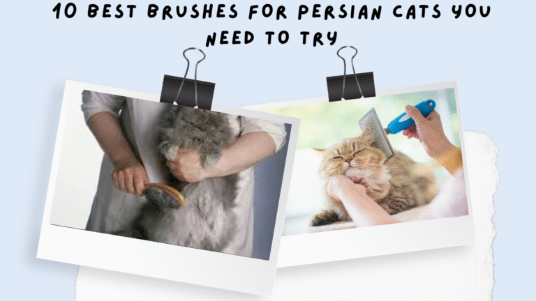 BEST BRUSH FOR CAT
