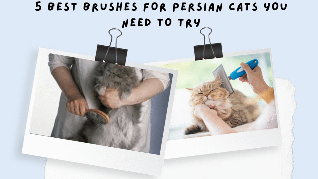 best brush for Persian cat