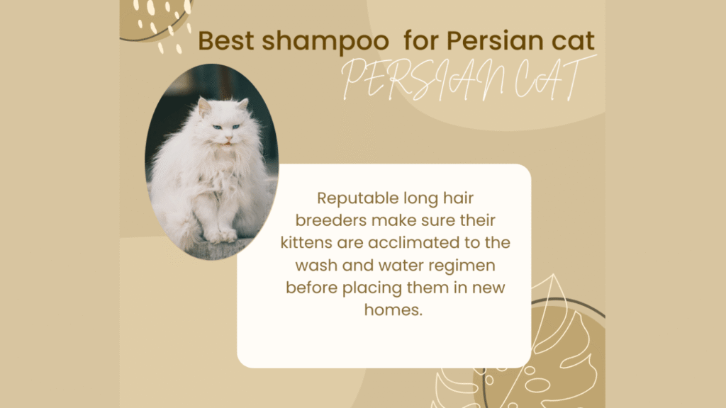 best shampoo for persian cat